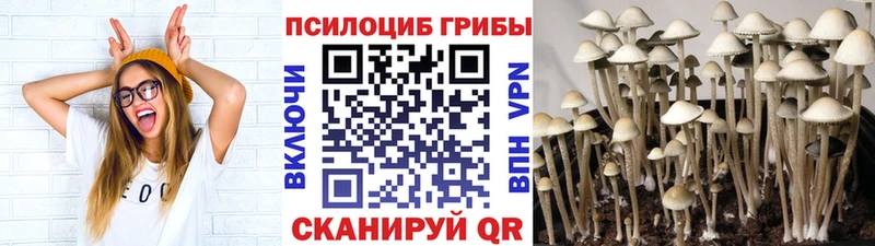 Купить где  Глазов  Галлюциногенные грибы Psilocybine cubensis 